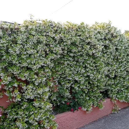 Mimose Holiday home *