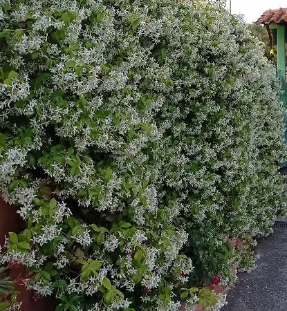 Mimose *