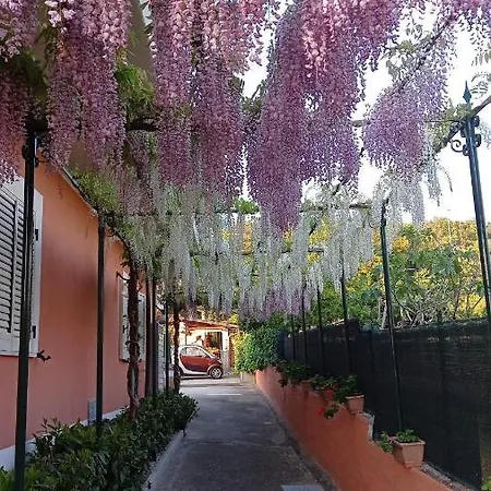 Mimose * Palinuro