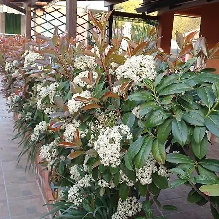 Mimose Holiday home