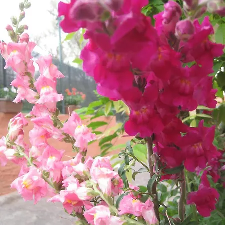 Mimose Palinuro