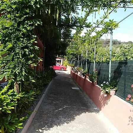Mimose